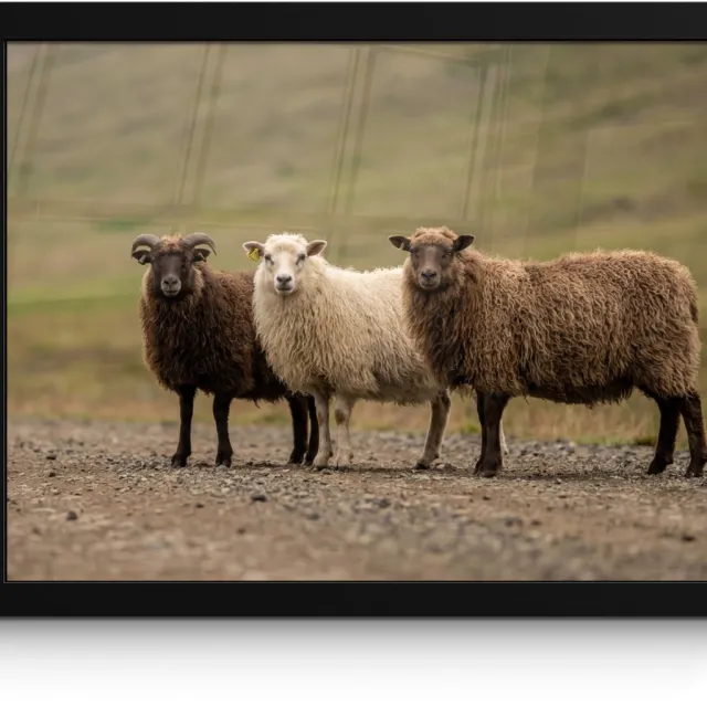 FrameYourWall Poster in lijst - Fotolijst 40x30 cm - Posters - Schapen - Bruin - Wit - Grindpad - Posterlijst zwart - Decoratie - Wanddecoratie woonkamer - Muurdecoratie slaapkamer
