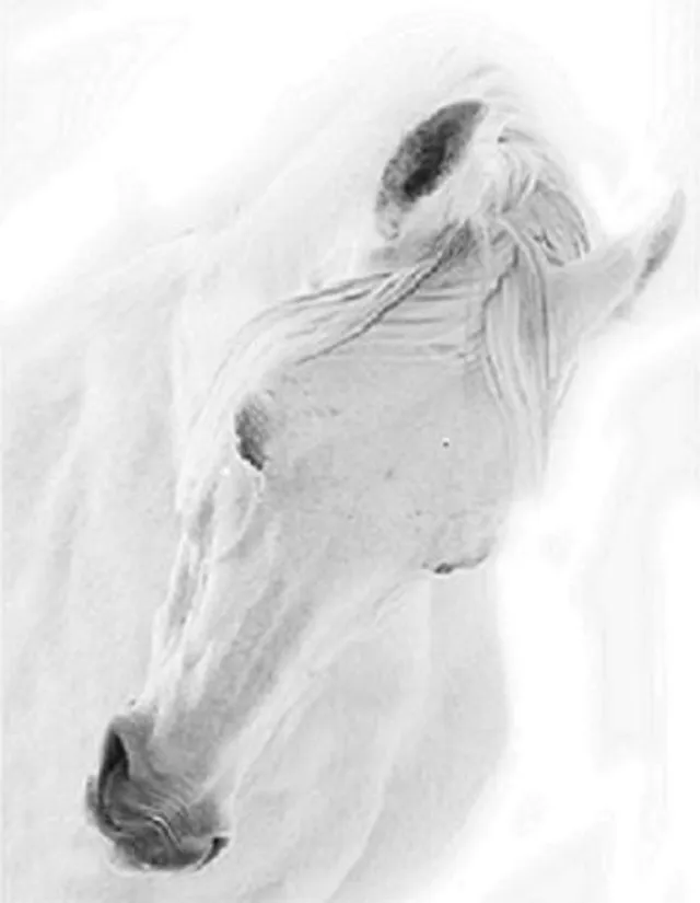 Mondiart Afbeelding op alluminium. Paardenhoofd.40 x 50 cm wit en vergrijst