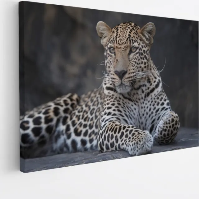 Saammp Canvas Schilderij - Panter op steen - Natuur - Dieren - 70x50 - Foto op canvas - Wanddecoratie - Muurdecoratie Woonkamer - Slaapkamer decoratie - Canvas Print Multicolor
