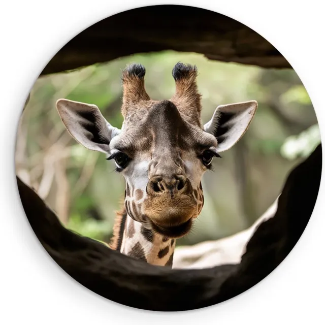Saammp Muurcirkel Hout - Glurende Giraffe - Doorkijk - Dieren - Ø 30 - Wandcirkel - Wanddecoratie Cirkel - Muurdecoratie Woonkamer - Slaapkamer decoratie - Rond Schilderij