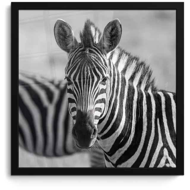 FrameYourWall Poster in lijst - Fotolijst 40x40 cm - Posters - Zebra's - Zwart - Wit - Posterlijst zwart - Decoratie - Wanddecoratie woonkamer - Muurdecoratie slaapkamer