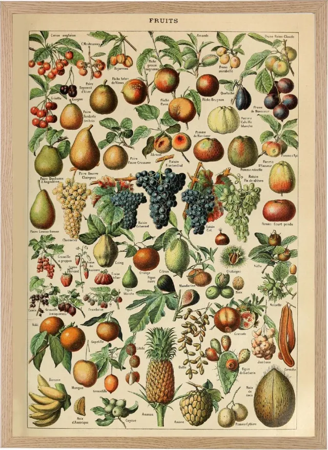 Esque Poster In Houten Lijst - Vintage Fruit - Groenten en Planten Schoolplaat - Millot - Large 70x50