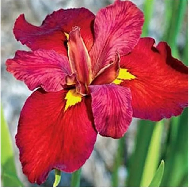 Moerings Iris Ann Chowing | Rode Water Lis | In 18CM Mand Kant en Klaar Rood