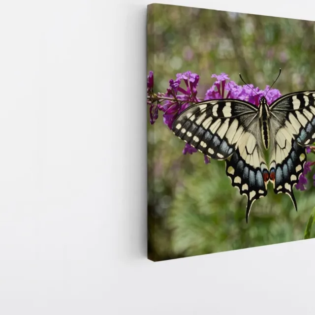Saammp Canvas Schilderij - Vlinder - Bloemen - Dieren - 40x40 - Foto op canvas - Wanddecoratie - muurdecoratie Woonkamer - Slaapkamer decoratie - Canvas Print Multicolor