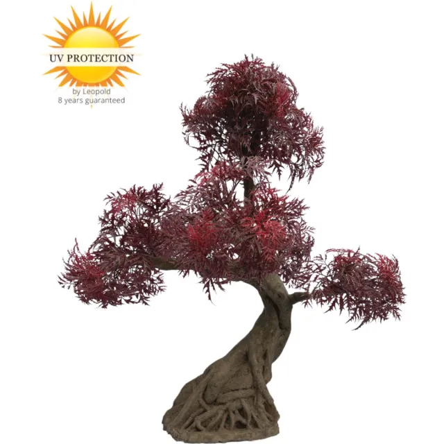 LeopoldFlora Ming Aralia Bonsai Burgundy - x 5 - UV-bestendig Groen