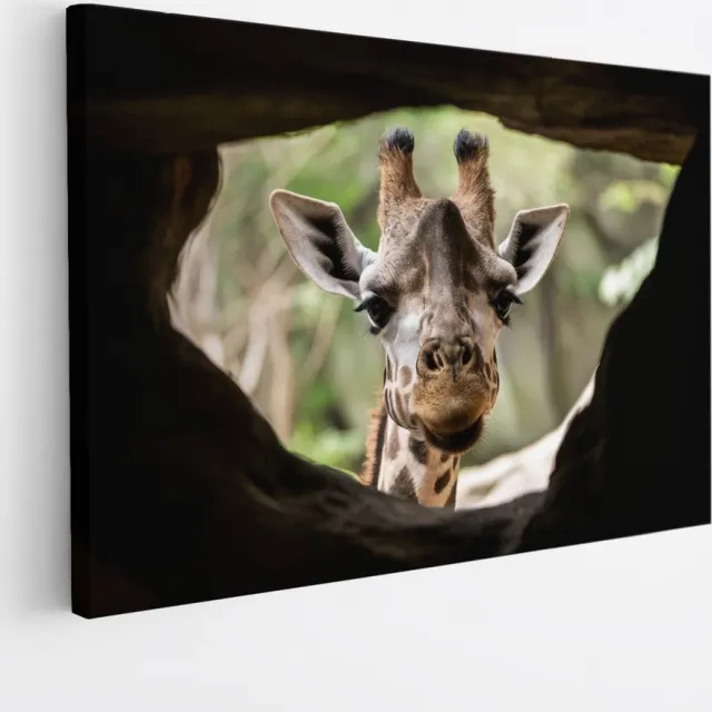 Saammp Canvas Schilderij - Glurende Giraffe - Doorkijk - Dieren - 40x30 - Foto op canvas - Wanddecoratie - Muurdecoratie Woonkamer - Slaapkamer decoratie - Canvas Print Multicolor