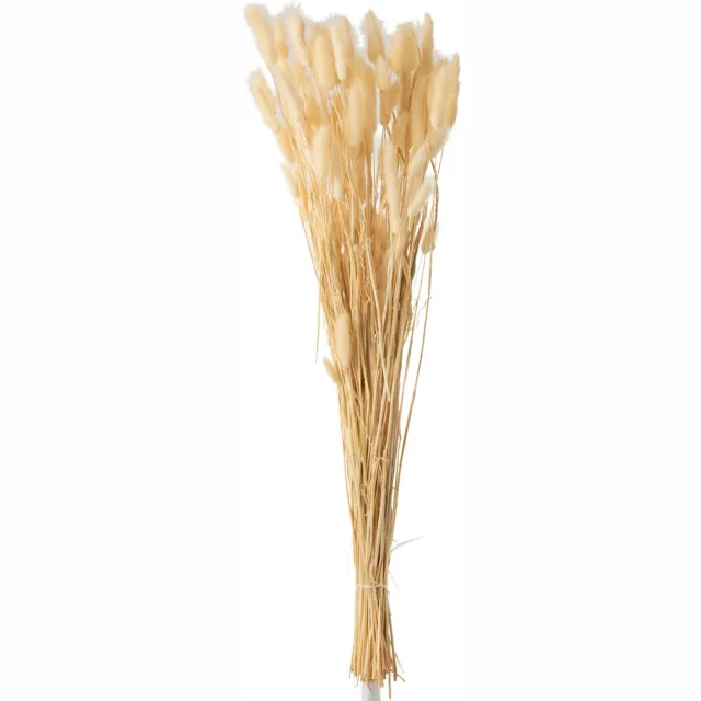 J-Line droogbloemen - Bundel Pluim Hazenstaart - riet - beige - large Naturel