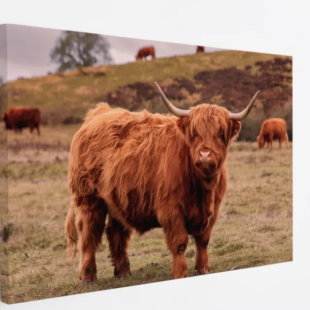 Saammp Canvas Schilderij - Schotse Hooglander Koe bij een meer - Dieren - Natuur - 50x40 - Foto op canvas - Wanddecoratie - muurdecoratie Woonkamer - Slaapkamer decoratie - Canvas Print Multicolor