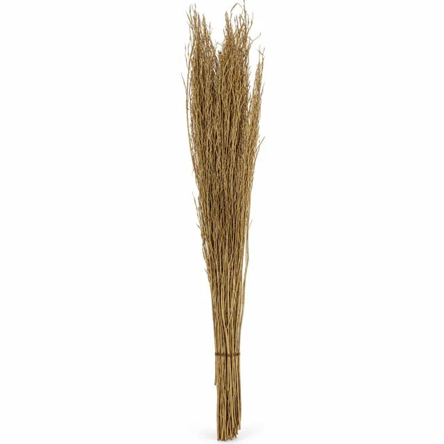 Benza Gedroogd Saras Gras – 100 g – 100 cm – Goud – Decoratief Drooggras – Droogbloemen Decoratie