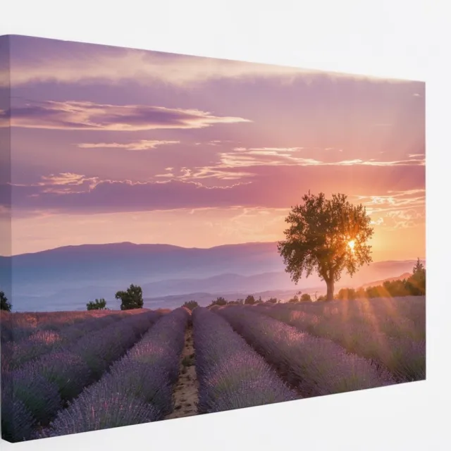 Saammp Canvas Schilderij - Lavendelveld met de zon tussen de boom - Natuur - Landschap - 70x50 - Foto op canvas - Wanddecoratie - Muurdecoratie Woonkamer - Slaapkamer decoratie - Canvas Print Multicolor