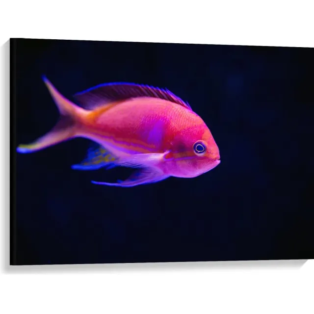 KuijsFotoprint Canvas - Roze Visje in de Zee - 100x75cm Foto op Canvas Schilderij (Wanddecoratie op Canvas) Blauw
