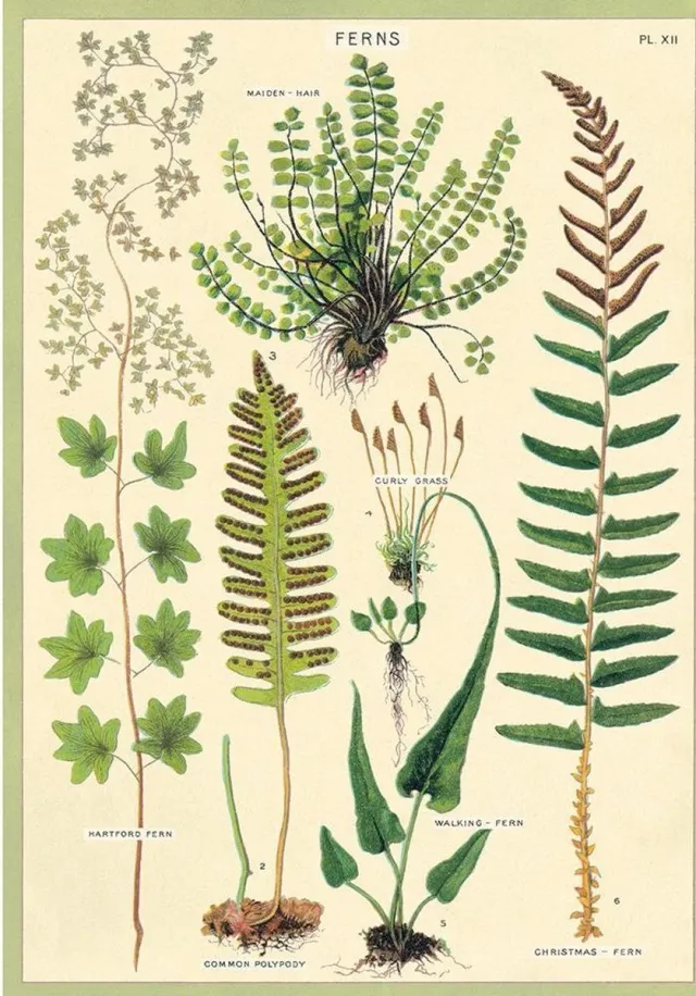 Cavallini & Co Poster Varens - Cavallini & Co - Ferns Schoolplaat Multi Color