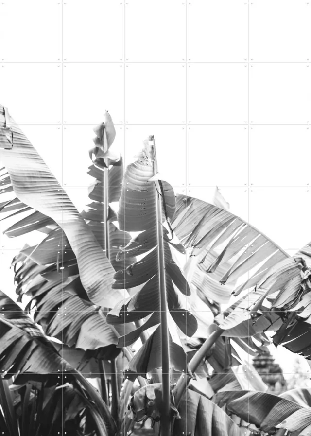IXXI Banana Tree, Pati Photography - 100 x 140 cm - Grote wanddecoratie en posters - Fotografie, Slaapkamer, Woonkamer, Natuur, Botanisch, Tropisch Lichte tinten / Groen / Monochroom / Zwart en wit