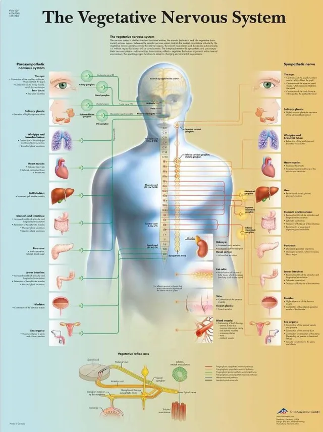 3B Scientific Het menselijk lichaam poster - Vegetatief zenuwstelsel poster (gelamineerd, 50x67 cm) + ophangsysteem Vegetatief zenwustelsel + ophangsysteem