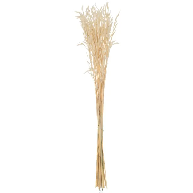 J-Line droogbloemen - bundel gedroogde Haver - riet - ecru Naturel