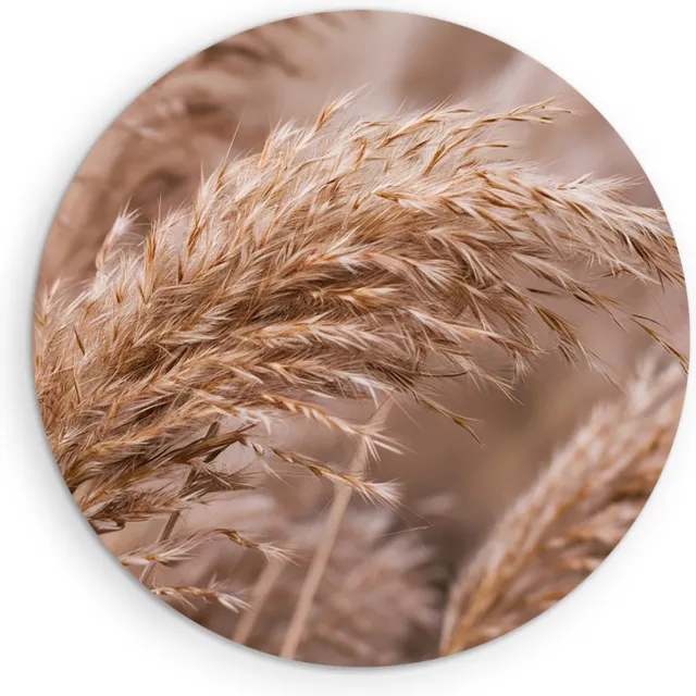 Saammp Muurcirkel Hout - Pampas - Natuur - Ø 60 - Wandcirkel - Wanddecoratie Cirkel - Muurdecoratie Woonkamer - Kantoor Decoratie