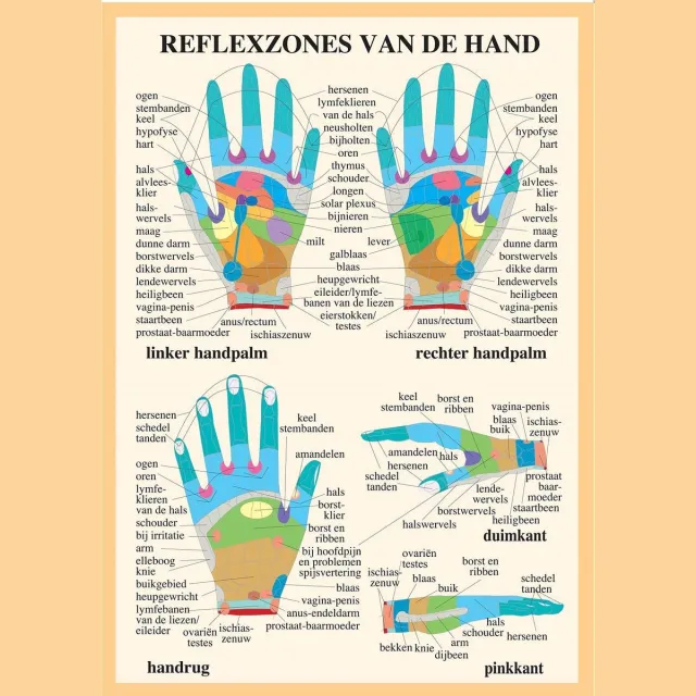 van Baarle Anatomie poster handreflexologie (Nederlands, gelamineerd, A2) + ophangsysteem met ophangsysteem