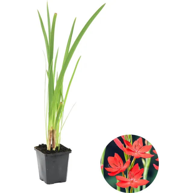 Bloomique Schizostylis Coccinea - Rode Kafferlelie - Moerasgladiool - Vijverplanten - Waterplanten - Winterhard - Hoogte 10-20 cm - Pot 9 cm 1x Coccinea