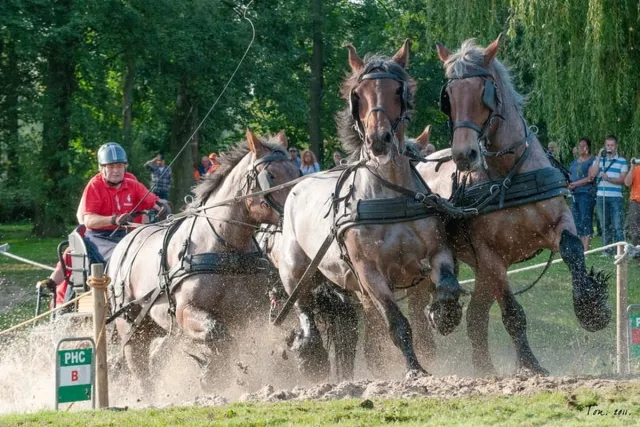 Passion For Art Trekpaarden TW26 - Poster - Ton van der Weerden - 40 x 50 cm kleur