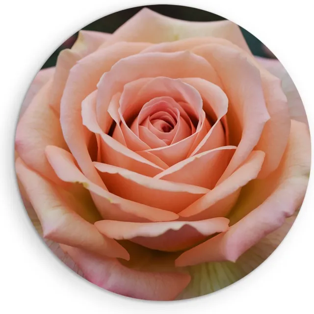 Saammp Muurcirkel Hout - Roze Roos - Bloemen - Abstract - Ø 70 - Wandcirkel - Wanddecoratie Cirkel - Muurdecoratie Woonkamer - Kantoor Decoratie