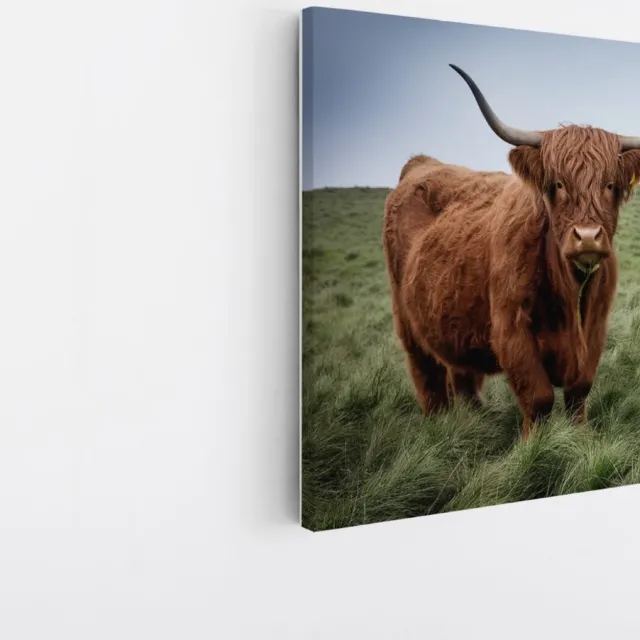 Saammp Canvas Schilderij - Schotse Hooglander Koe Familie in het gras - Dieren - Natuur - 60x60 - Foto op canvas - Wanddecoratie - muurdecoratie Woonkamer - Slaapkamer decoratie - Canvas Print Multicolor