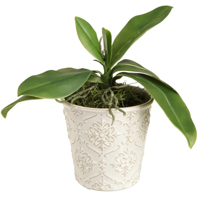 Viana Orchideeënbladeren met luchtwortels kunstmatig 34x8x18cm groente