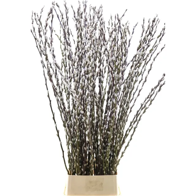 Natuurlijk Bloemen Katjes Takken - Droogbloemen - Wilgenkatjes - 70 cm - 20 stuks - Natuurlijk Bloemen wit