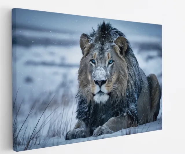 Saammp Canvas Schilderij - Leew in de sneeuw - Natuur - Dieren - 90x60 - Foto op canvas - Wanddecoratie - Muurdecoratie Woonkamer - Slaapkamer decoratie - Canvas Print Multicolor