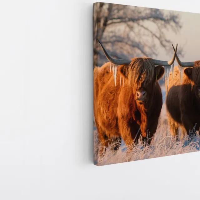 Saammp Canvas Schilderij - Schotse Hooglander Koe - Abstract - Dieren - Natuur - 40x40 - Foto op canvas - Wanddecoratie - muurdecoratie Woonkamer - Slaapkamer decoratie - Canvas Print Multicolor