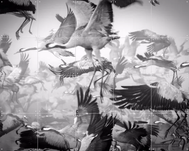 IXXI Bird Migration, Ido Meirovich & Various - 100 x 80 cm - Grote wanddecoratie en posters - Fotografie, Woonkamer, Slaapkamer, Lucht, Vogels, Natuur Zwart en wit / Monochroom / Zwart