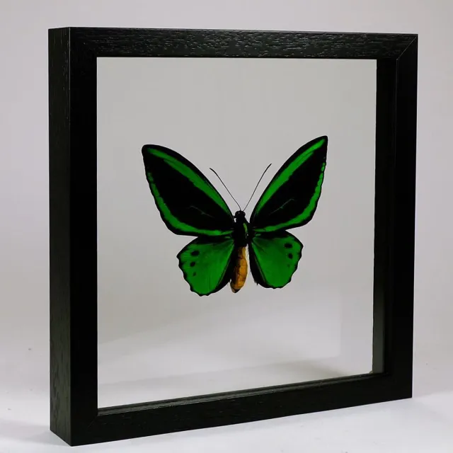 Vlinders in Lijst Opgezette Vlinder in Zwarte Lijst Dubbelglas - Ornithoptera Priamus Poseidon