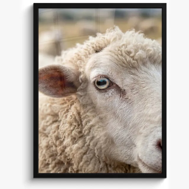 FrameYourWall Poster in lijst - Fotolijst 50x70 cm - Posters - Schaap - Oog - Wit - Posterlijst zwart - Decoratie - Wanddecoratie woonkamer - Muurdecoratie slaapkamer
