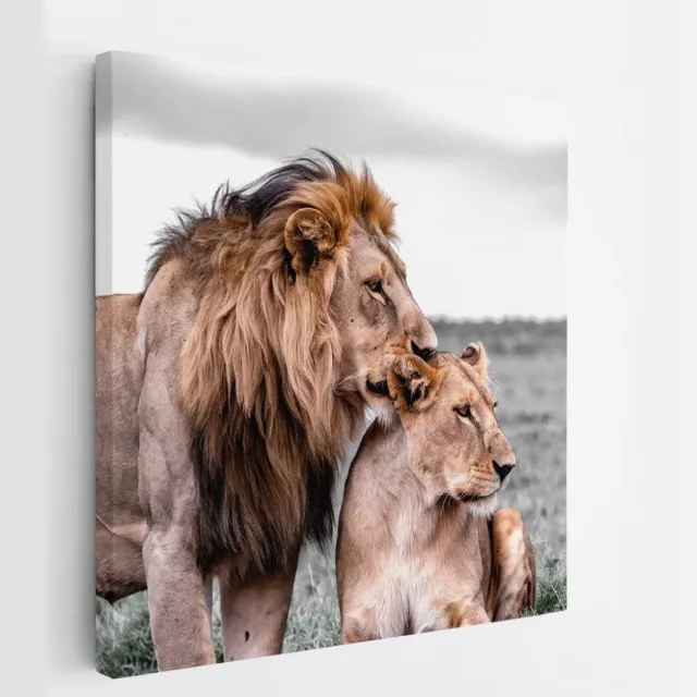 Saammp Canvas Schilderij - 2 Leeuwen - Liefdevol - Dieren - Natuur - 30x30 - Foto op canvas - Wanddecoratie - Muurdecoratie Woonkamer - Slaapkamer decoratie - Canvas Print Multicolor