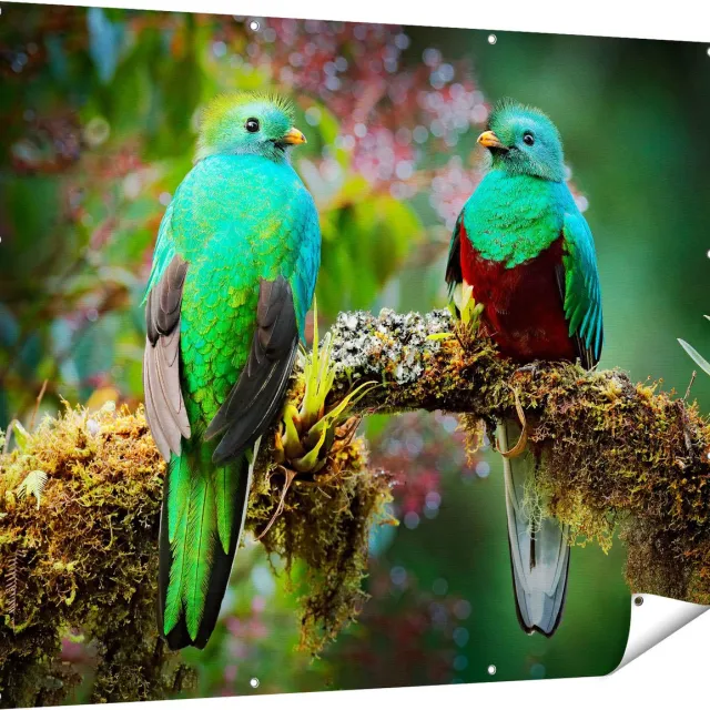 Gards Tuinposter Twee Groene Quetzal Vogels op een Tak - 150x120 cm - Tuindoek - Tuindecoratie - Wanddecoratie buiten - Tuinschilderij Multikleur