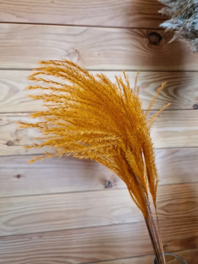 Wonders at Home Official Bundel Gedroogd Pampas Gras Oranje - 80 cm - Pampasgras – Pampas Pluimen - Droog Boeket - Orange - Natural