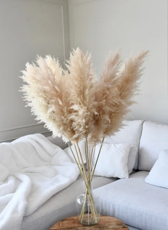 HoA Decorations Luxe Beige Pampas pluimen | 10 stuks | XXL Pampasgras | Droogbloemen | 100 cm| Boeket decoratie pluimen | Woondecoratie | Decoratie | Luxury Living | Rietpluimen