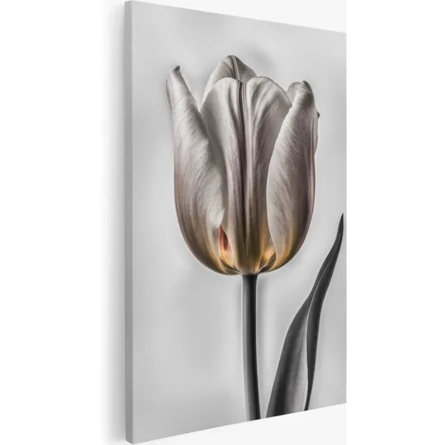 Saammp Canvas Schilderij - bloemen - Wit Goude Tulp - 50x70 - Foto op canvas - Wanddecoratie - Muurdecoratie Woonkamer - Kantoor Decoratie Multicolor