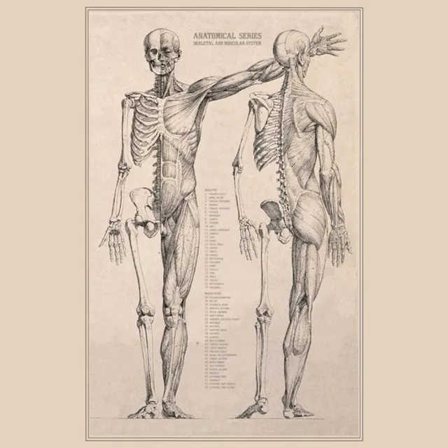 Esque Poster in posterhanger - Vintage Poster Anatomie van Het Menselijk Lichaam - Skelet, Hart, Spieren en Organen - 50x70 Losse poster