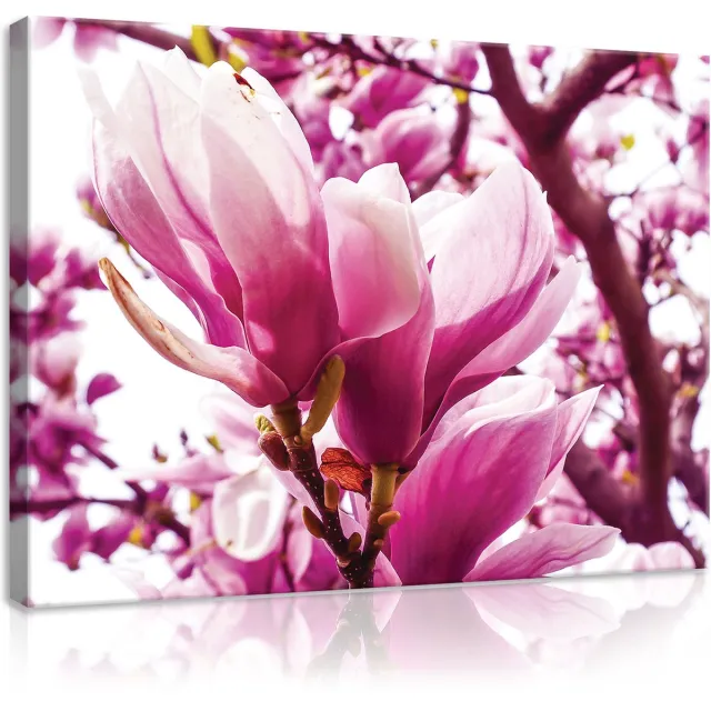Canvas Schilderij Roze Magnolia - Natuur - Planten - Wit - Roze - Bladeren - Schilderij Woonkamer - Schilderijen op canvas - Inclusief Frame - 100x75cm (LxB) Diverse kleuren