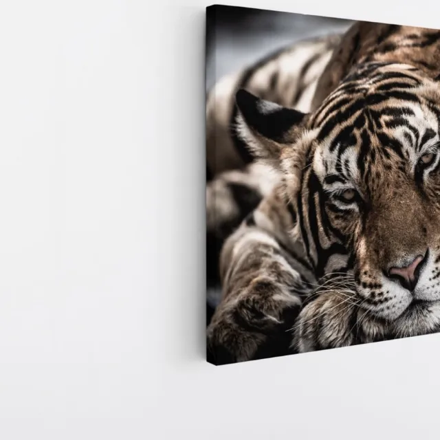 Saammp Canvas Schilderij - Slapende Tijger - Natuur - Dieren - 40x40 - Foto op canvas - Wanddecoratie - Muurdecoratie Woonkamer - Slaapkamer decoratie - Canvas Print Multicolor