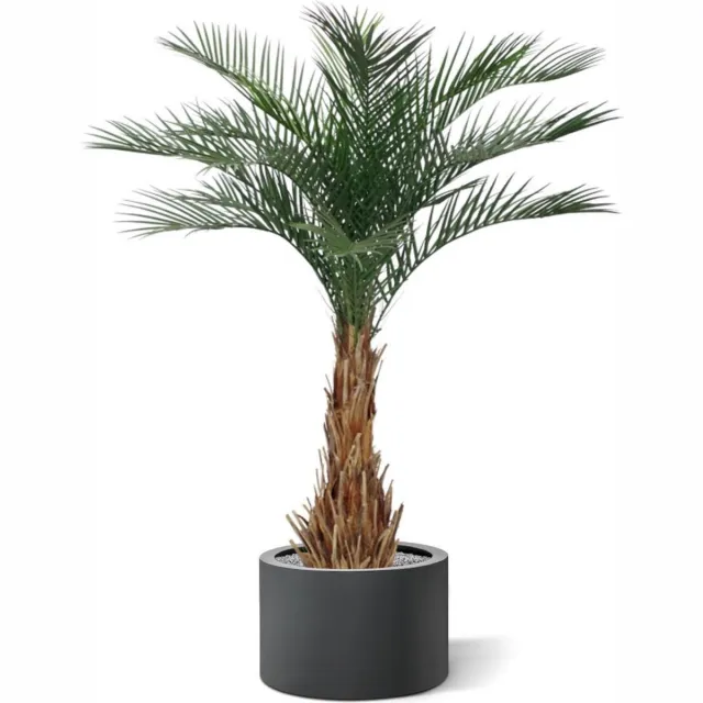 Maxifleur Phoenix kunstpalm deluxe 180cm Groen