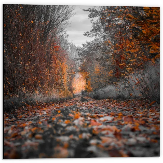 KuijsFotoprint Dibond - Pad gevuld met Herfstbladeren - 50x50cm Foto op Aluminium (Met Ophangsysteem) Bruin