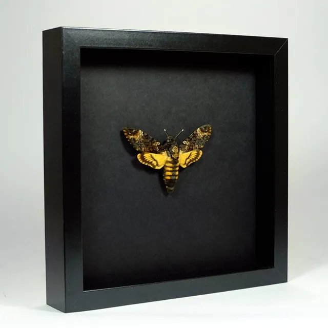 Vlinders in Lijst Opgezette Doodshoofdvlinder in Elegant Zwarte Lijst - Acherontia Atropos