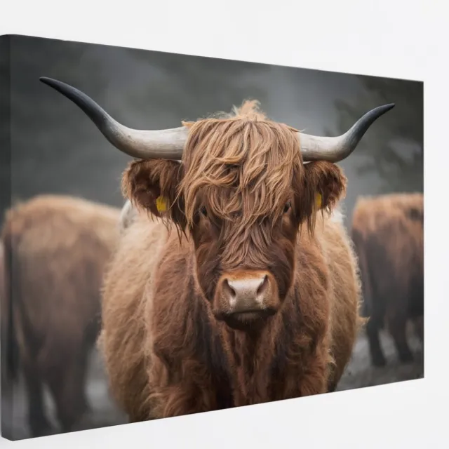 Saammp Canvas Schilderij - Schotse Hooglander Koe - Portret - Natuur - Dieren - 40x30 - Foto op canvas - Wanddecoratie - Muurdecoratie Woonkamer - Slaapkamer decoratie - Canvas Print Multicolor