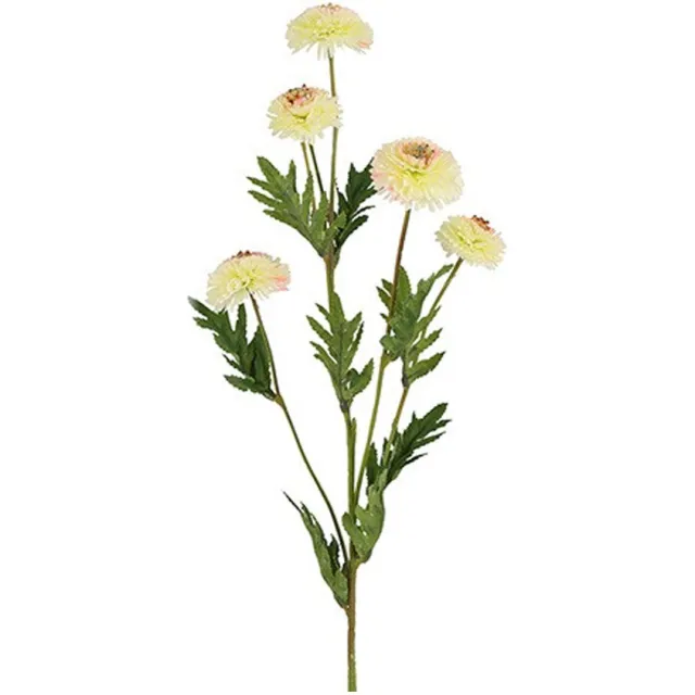 Kuntsbloem Helichrysum wit
