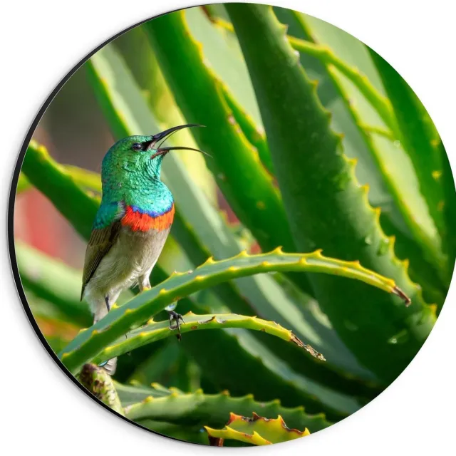 KuijsFotoprint Dibond Wandcirkel - Blauw Vogeltje in Groene Takken - 20x20cm Foto op Aluminium Wandcirkel (met ophangsysteem)