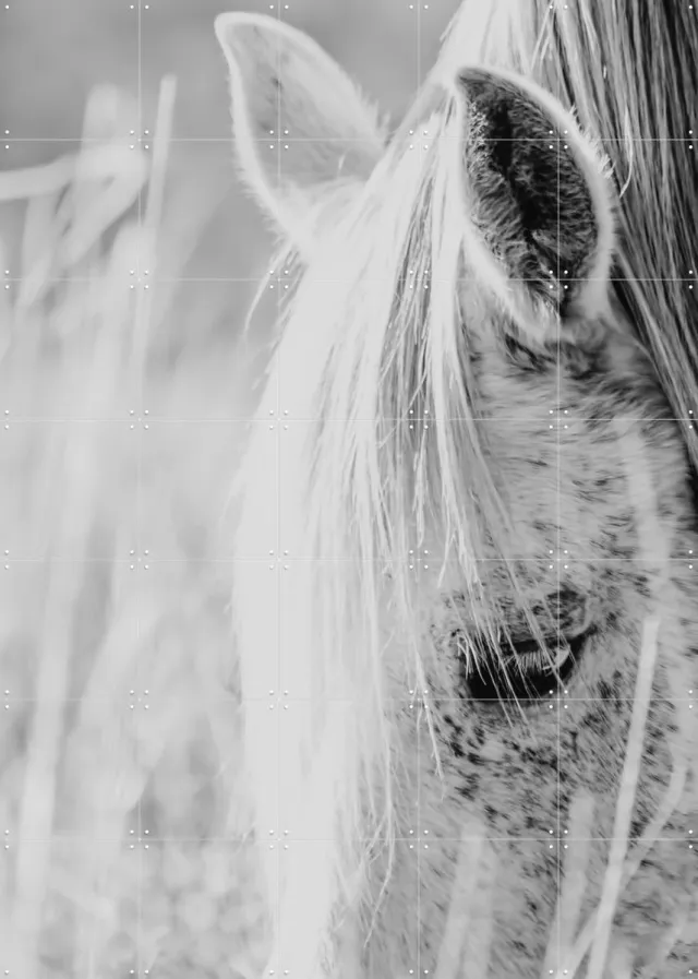 IXXI Wild Horse Indie Rose, Ingrid Beddoes - 100 x 140 cm - Grote wanddecoratie en posters - Fotografie, Woonkamer, Slaapkamer, Gang, Dieren, Wilde Grijs / Zwart en wit / Monochroom / Rustig