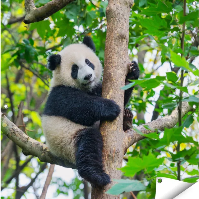 Gards Tuinposter Panda in de Bomen - 90x90 cm - Tuindoek - Tuindecoratie - Wanddecoratie buiten - Tuinschilderij Multikleur