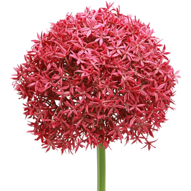 Viana Allium in Bordeaux kunst sierknoflook Ø18cm L90cm Rood