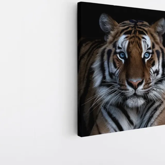 Saammp Canvas Schilderij - Tijger Met Blauwe Ogen - Natuur - Dieren - 60x60 - Foto op canvas - Wanddecoratie - muurdecoratie Woonkamer - Slaapkamer decoratie - Canvas Print Multicolor